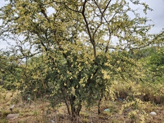 Vachellia rigidula