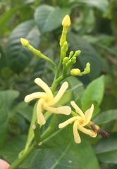 Tabernaemontana alba