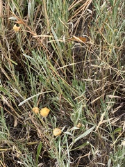 Coronidium gunnianum