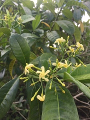 Tabernaemontana alba