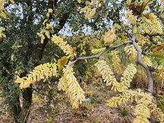 Vachellia rigidula