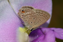 Euchrysops malathana