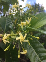 Tabernaemontana alba