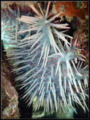 Acanthaster planci