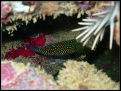 Canthigaster janthinoptera