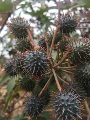 Ricinus communis