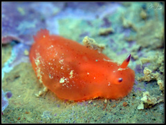 Dendrodoris fumata