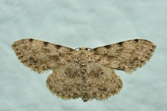 Scopula luridata