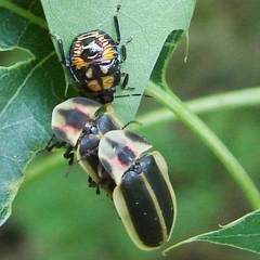 Pyractomena angulata