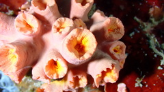 Tubastraea coccinea