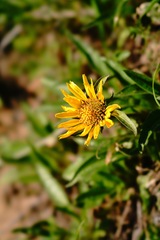 Wyethia angustifolia