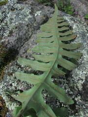 Phlebodium pseudoaureum