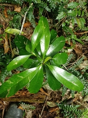 Planchonella costata