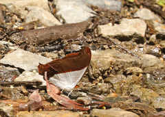 Marpesia zerynthia