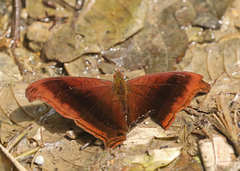 Marpesia zerynthia