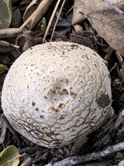 Amanita novinupta