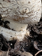 Amanita novinupta