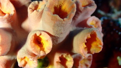 Tubastraea coccinea