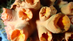 Tubastraea coccinea