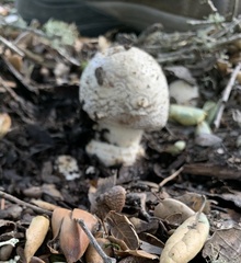 Amanita novinupta