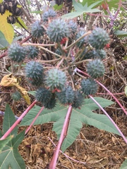 Ricinus communis