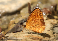 Tegosa pastazena