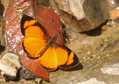 Tegosa pastazena