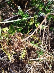 Erythrodiplax corallina