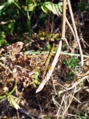 Erythrodiplax corallina