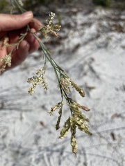 Polygonella gracilis