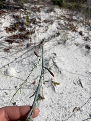 Polygonella gracilis