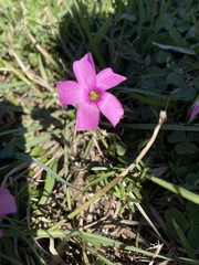 Oxalis hispidula