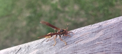 Polistes cavapytiformis