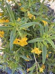 Diplacus longiflorus