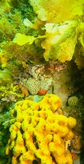 Holopsamma laminaefavosa