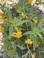 Diplacus longiflorus