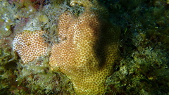 Stephanocoenia intersepta