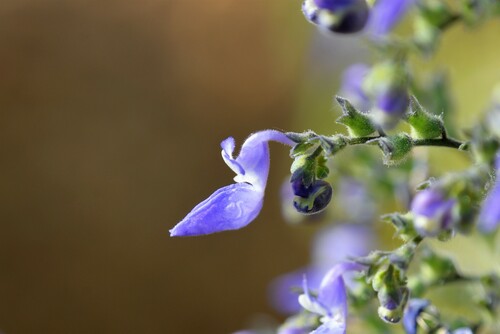 Coleus hereroensis image