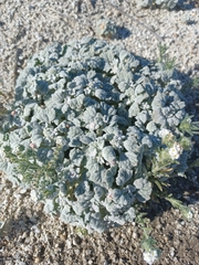 Psathyrotes ramosissima