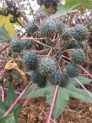 Ricinus communis