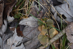 Lysimachia nummularia