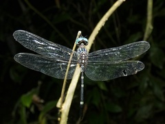 Dythemis nigra
