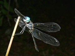 Dythemis nigra