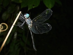 Dythemis nigra