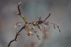 Rose rosette emaravirus