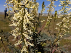 Astragalus oxyphysus
