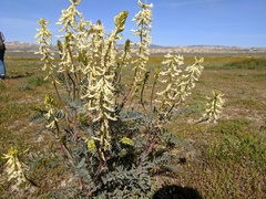 Astragalus oxyphysus
