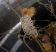 Coryphella