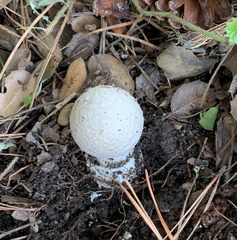 Amanita novinupta