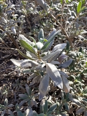 Eriodictyon crassifolium